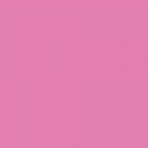 Pink Zinnia