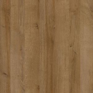 Arcata Oak